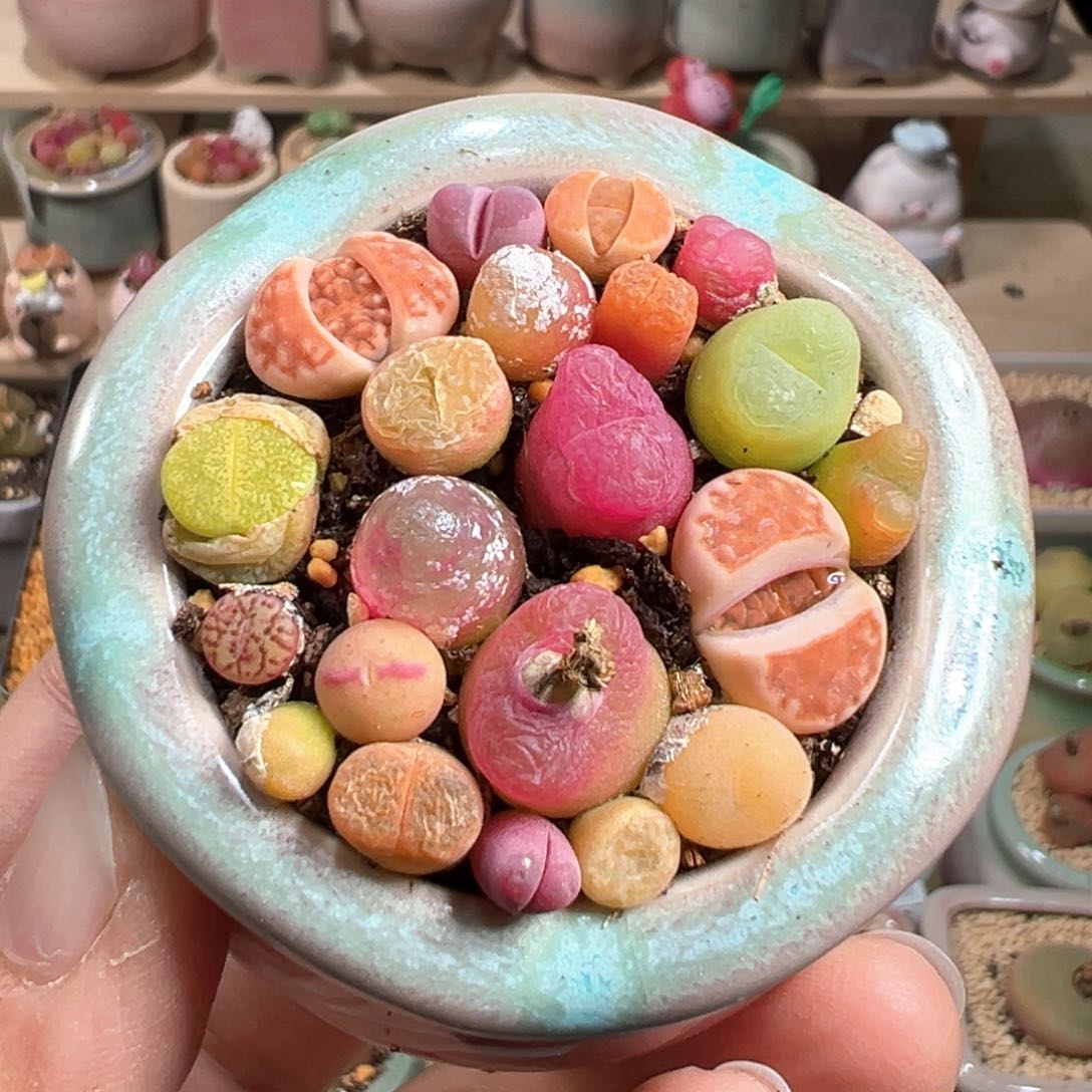 多肉植物154号组合