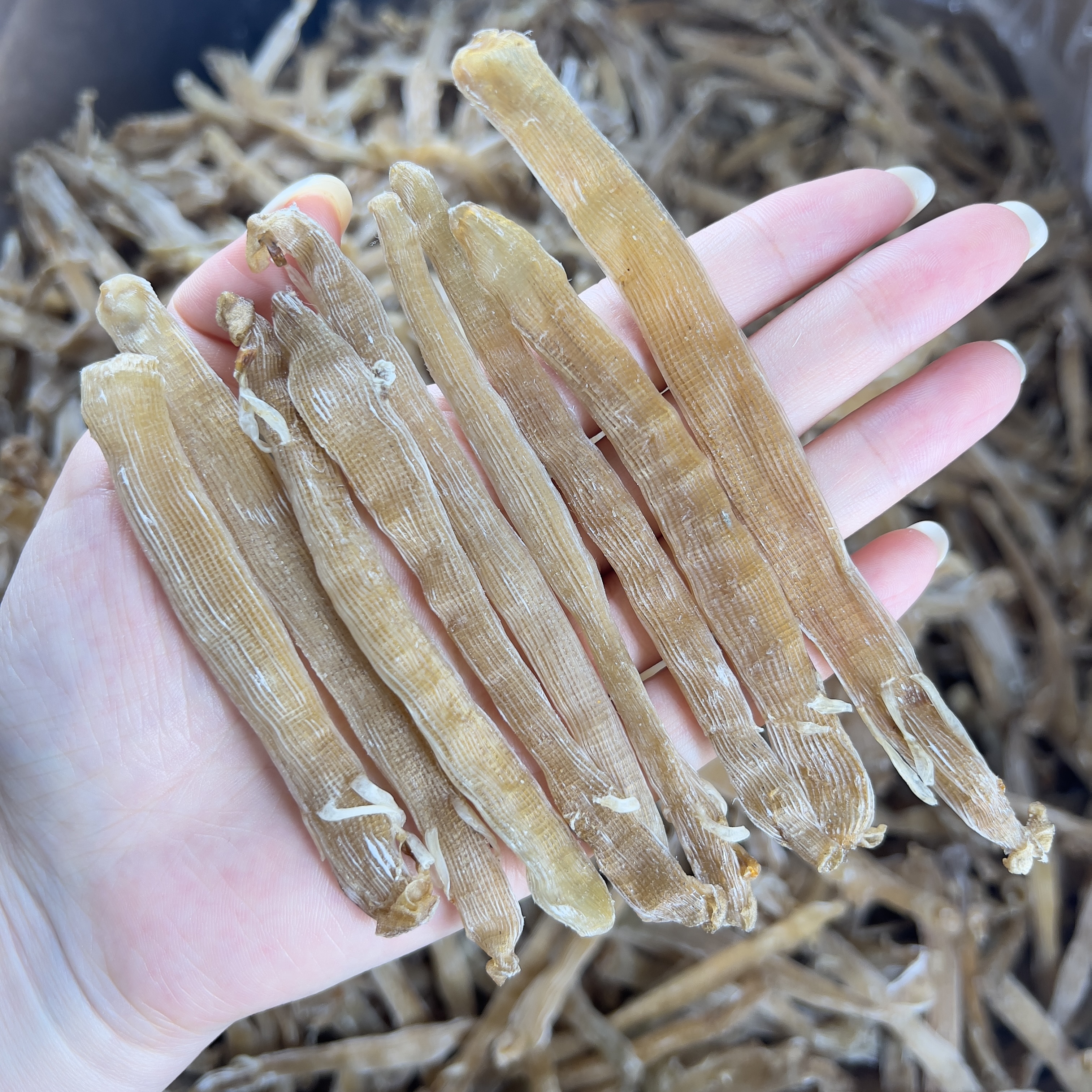 广西北海野生黄沙虫干 煲汤