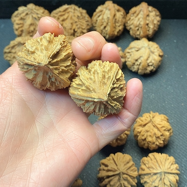 我是一只小小鸟的小