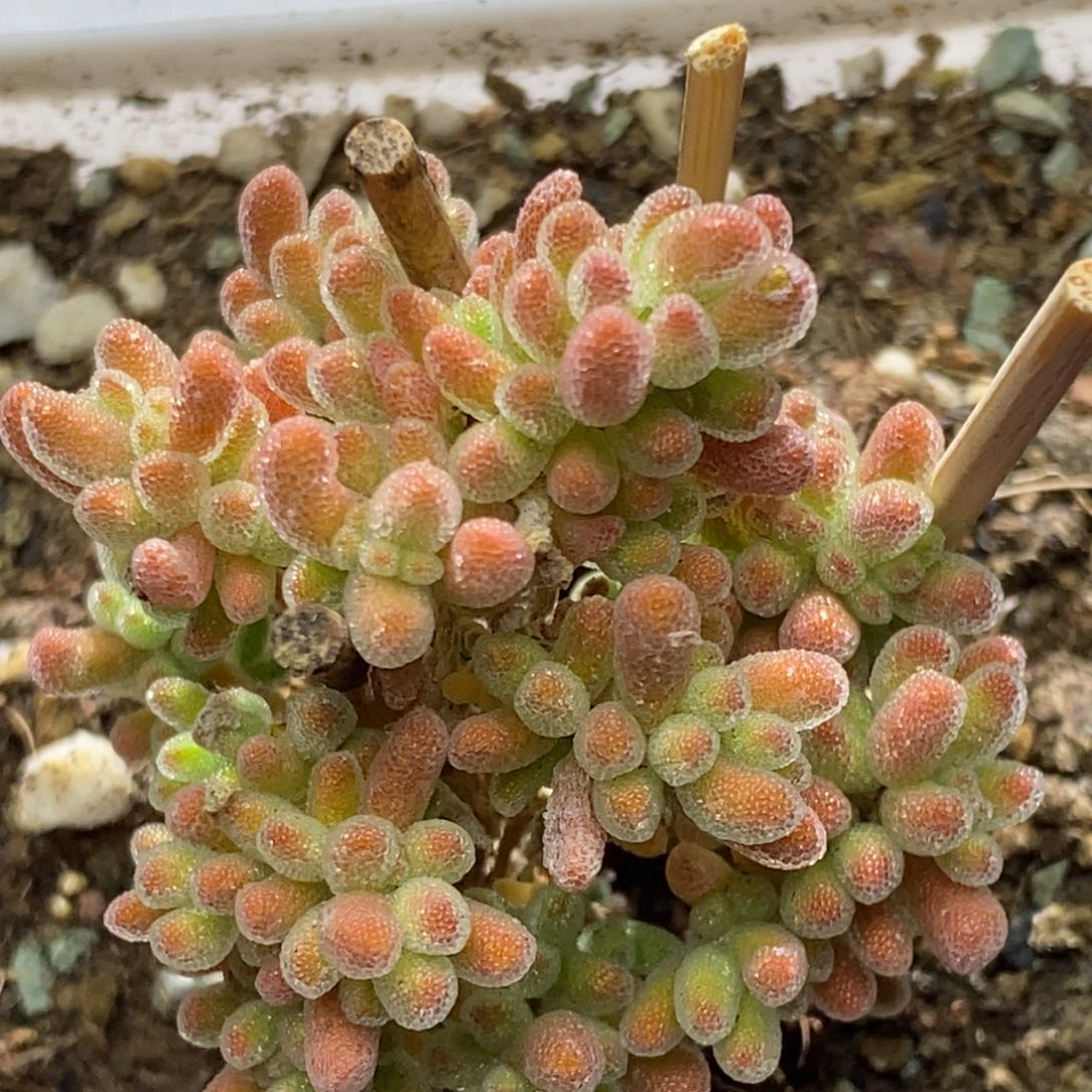 冰晶杂枝干番杏A470