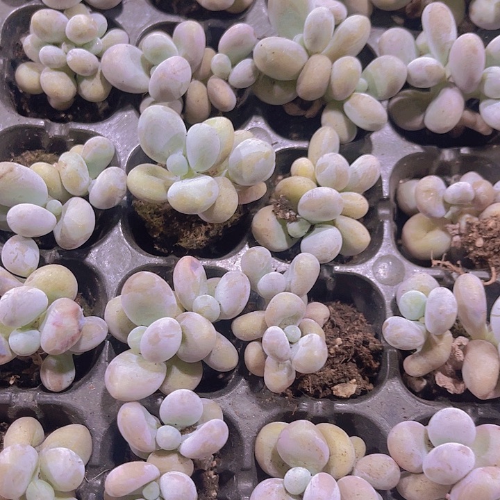 精品双头原始奶多肉植物