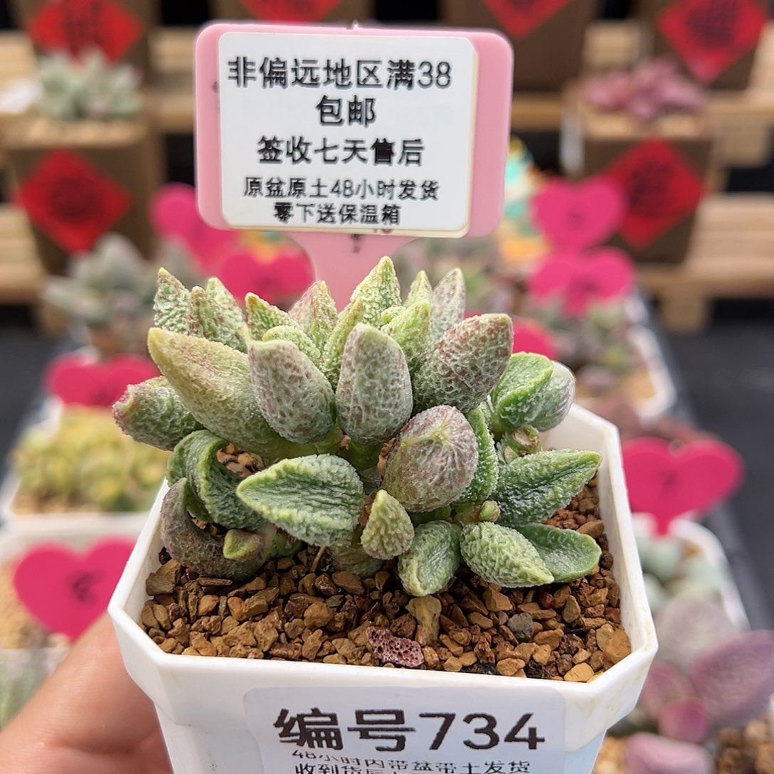 734七彩仙女水泡多肉