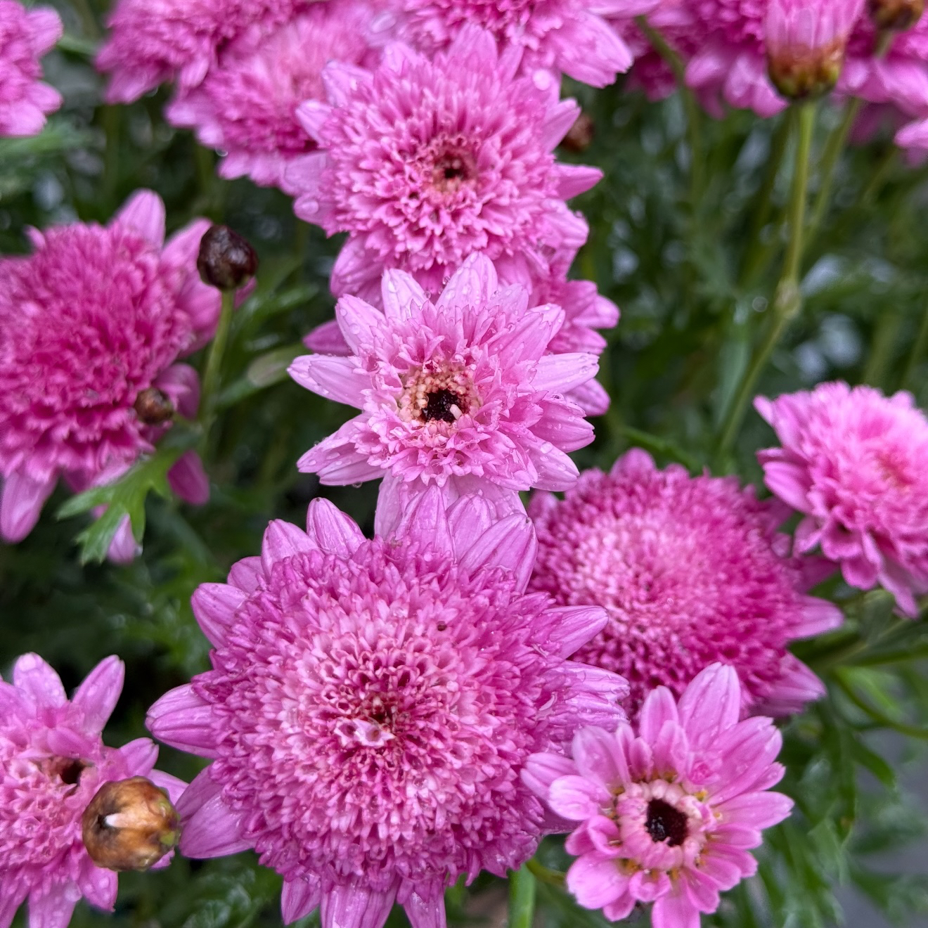 重瓣莎莎玛格丽特盆栽多年生易爆花新手易养护