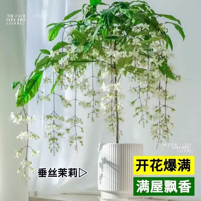 垂丝茉莉盆栽带花苞大小苗老桩花卉绿植阳台室内好养植物四季开花