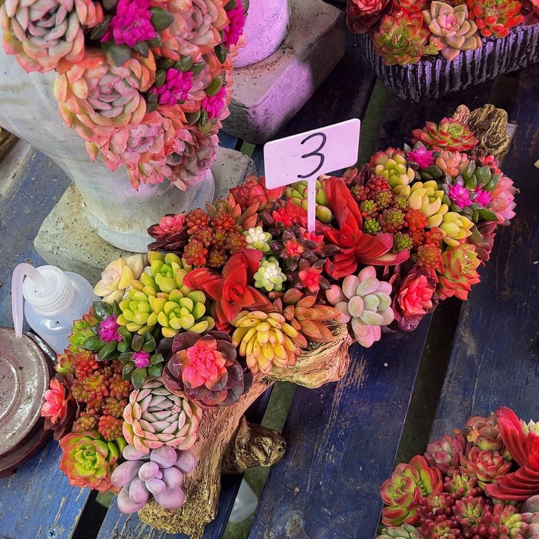 这个是真的很好看