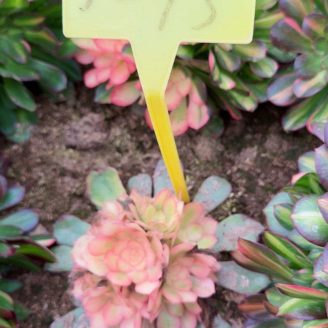 5-13---多头多肉多头