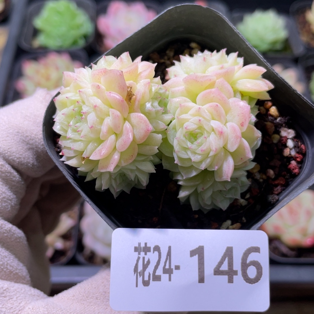 花利美24-146麦秆群