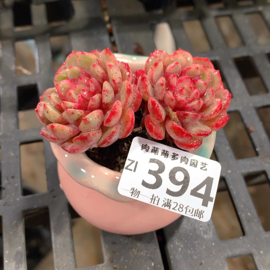 肉萌萌拇指盆精控多肉ZI394