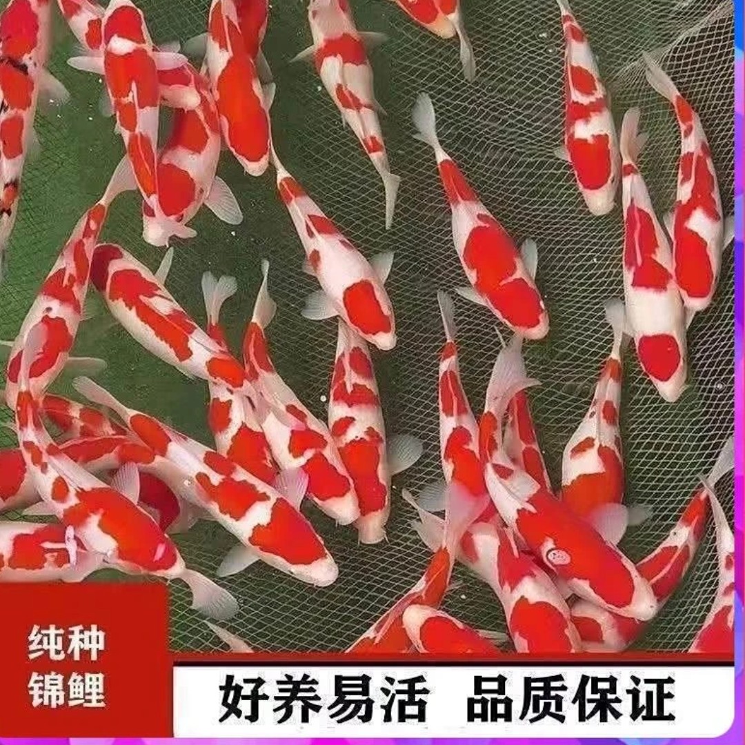 纯种红白锦鲤鱼活体冷水淡水观赏鱼好养耐活