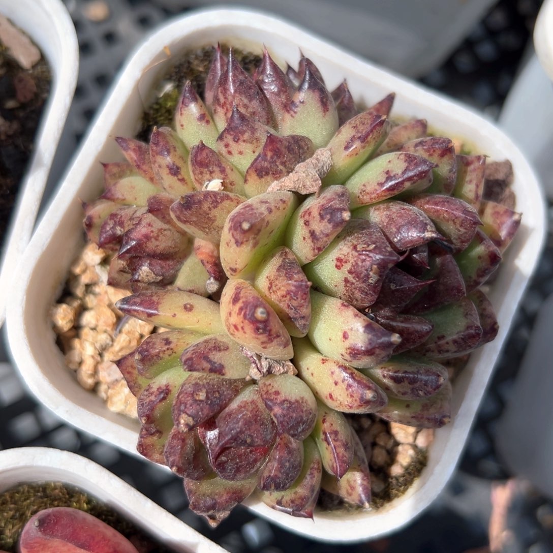 黑水晶（满38包邮）多肉