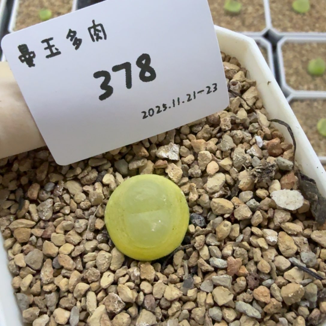 懒***。多肉多肉多肉11-378