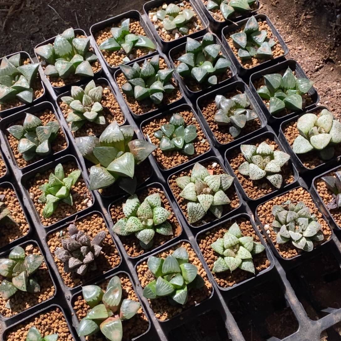 2349 一颗实生高货 生日福利