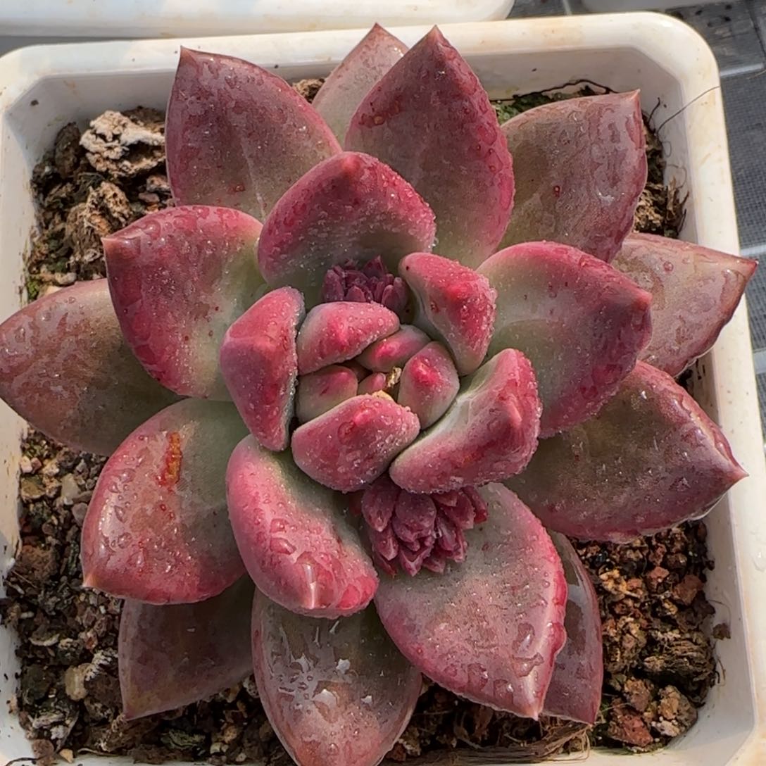 从前慢花园多肉精选迷雾泡泡