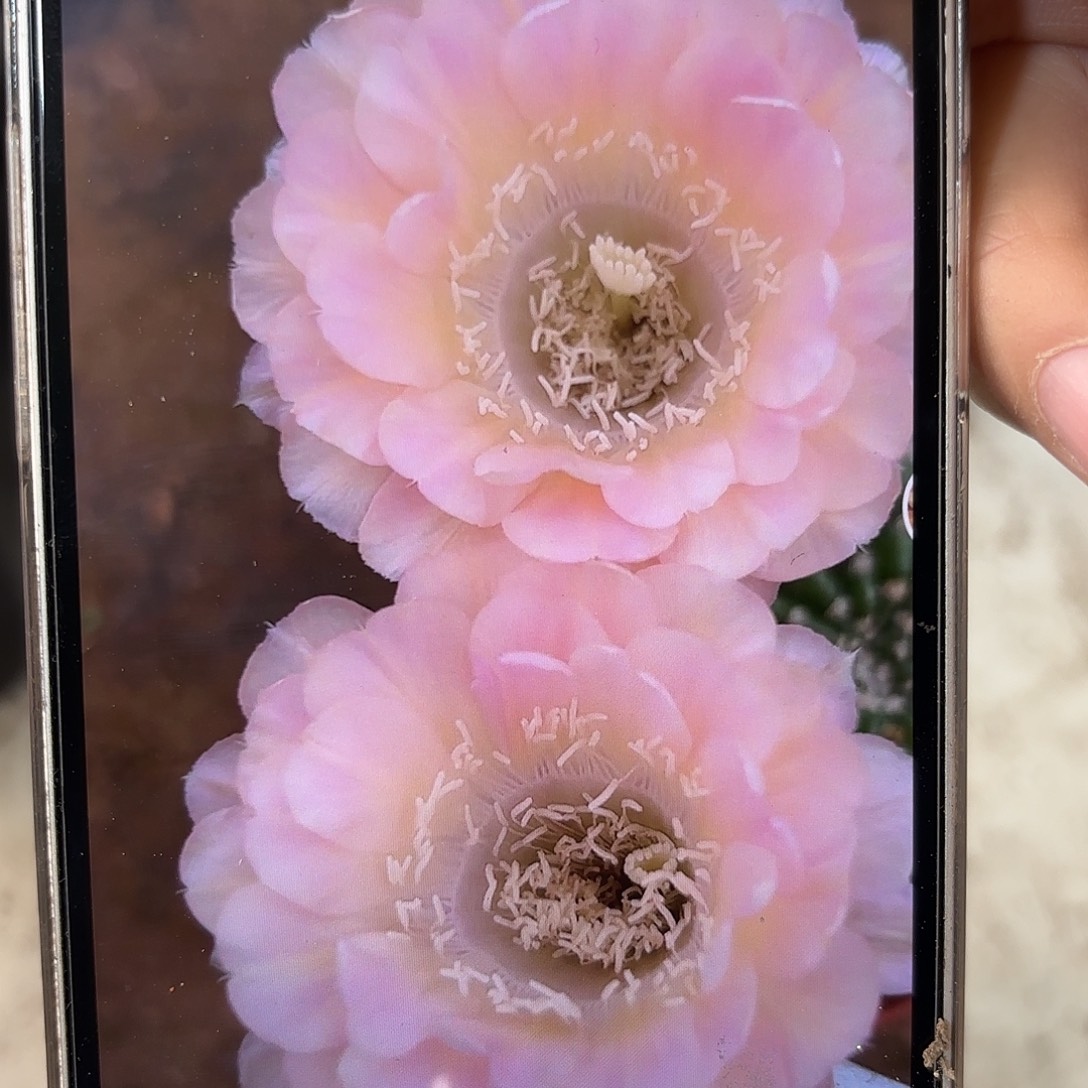 彩草40号侧牙6公分