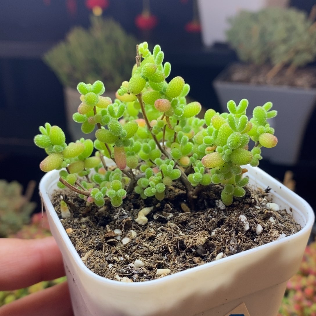 85号蜜橘糖球枝干多肉