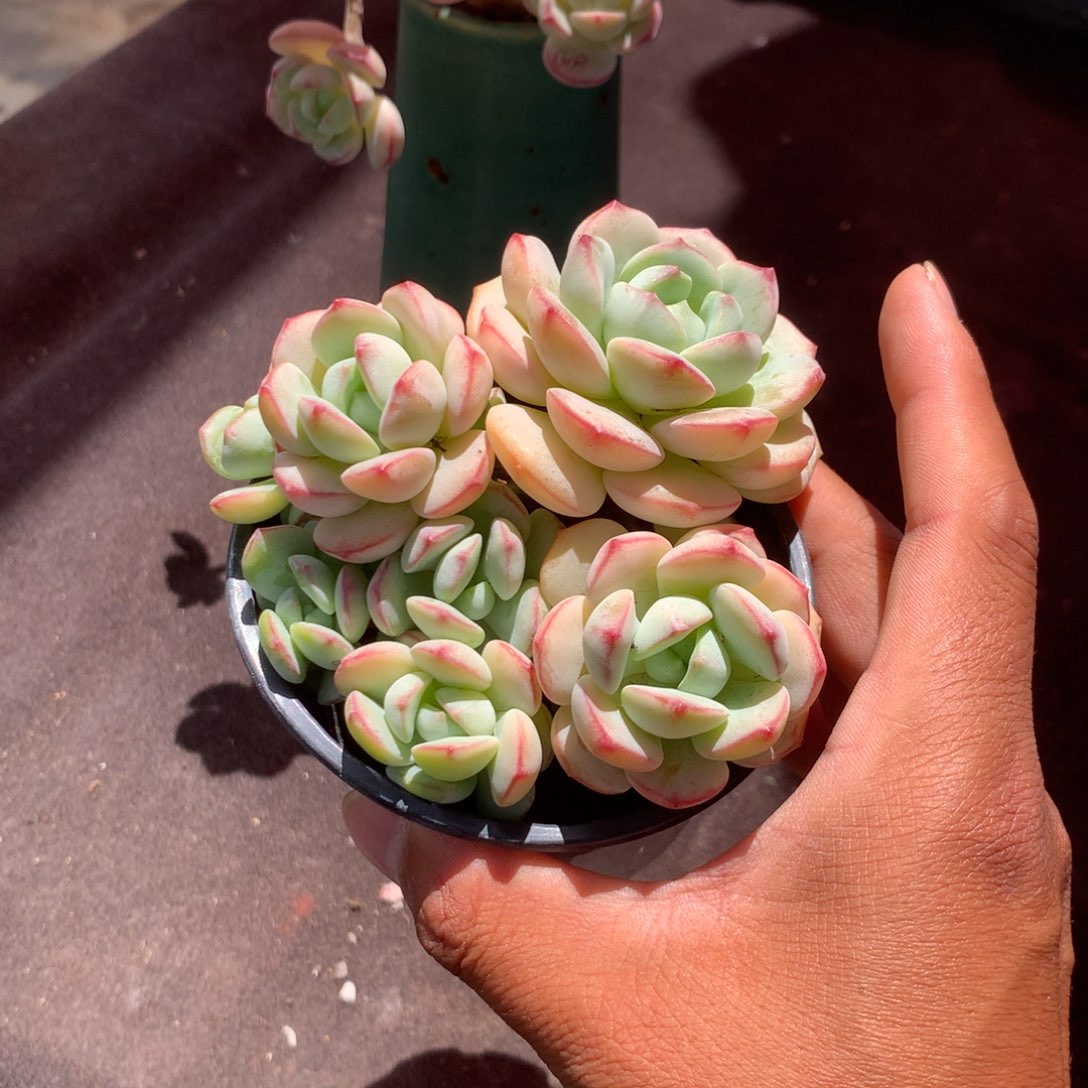 人工关节治疗技术在国内外同行