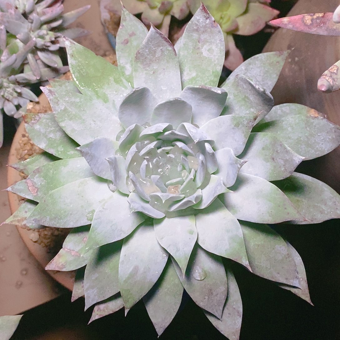 【闪购商品】哈哈哈哈雪山1502多肉