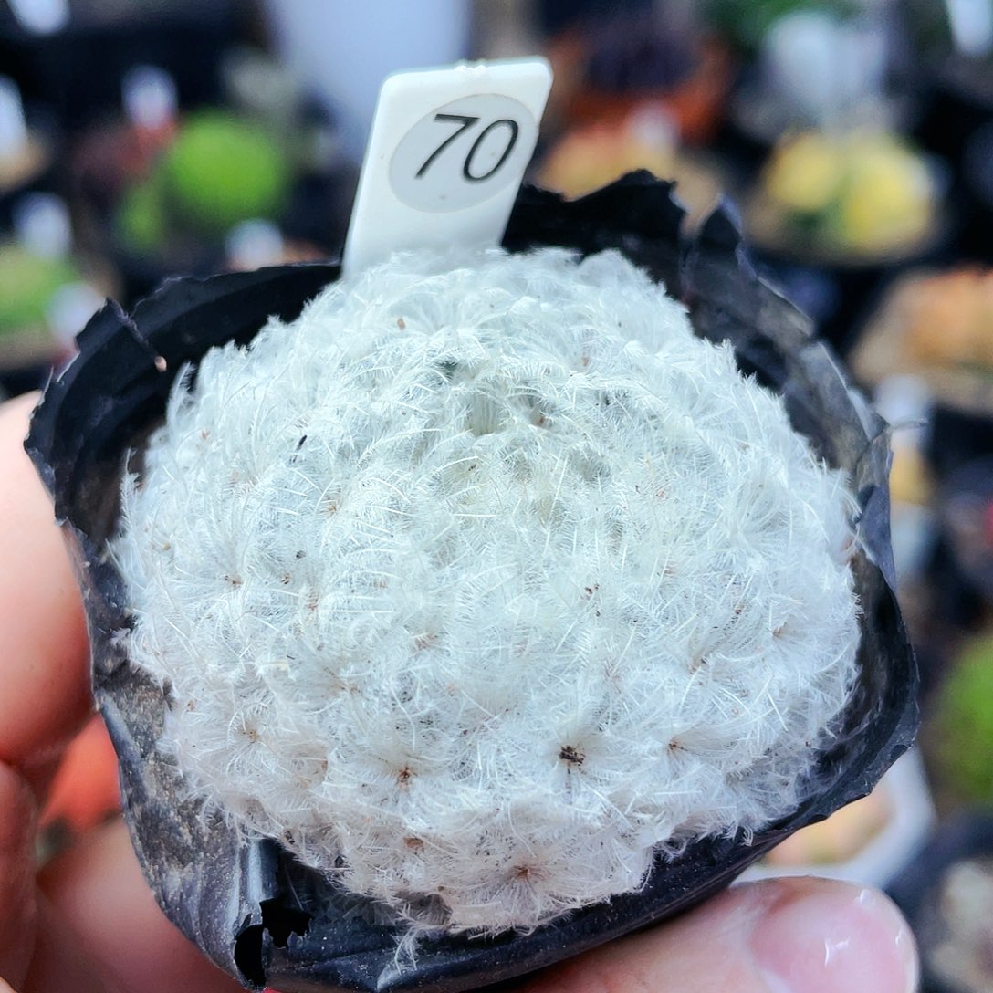 非偏远地区满25裸根发货仙人球