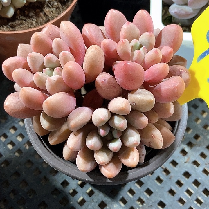 多肉植物先锋派930