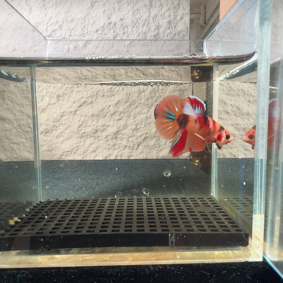 斗鱼阿浩泰斗24日37