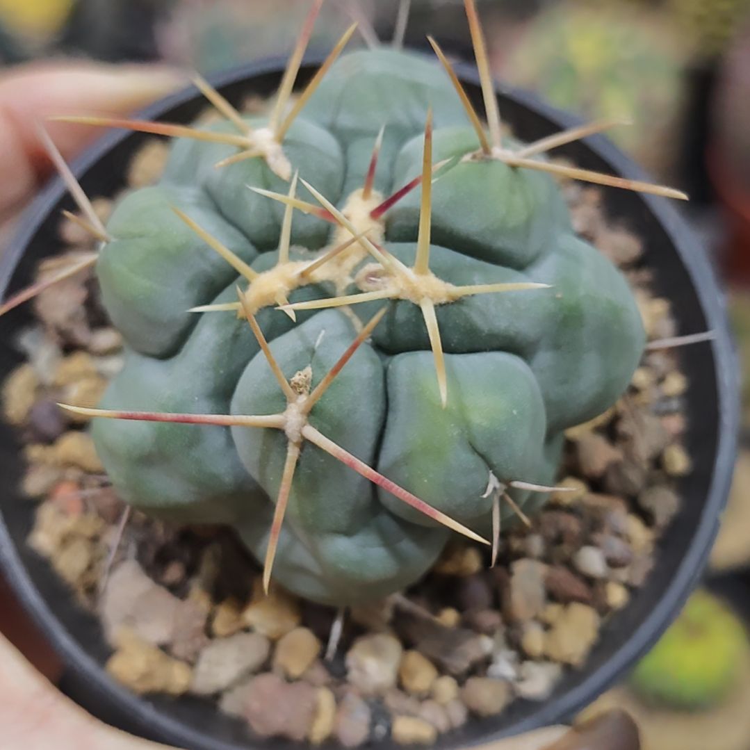 青***月仙人球保温专拍链接