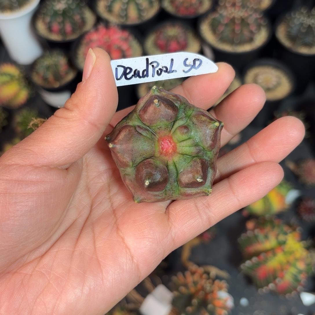 泰系实生米哈仙人球23号