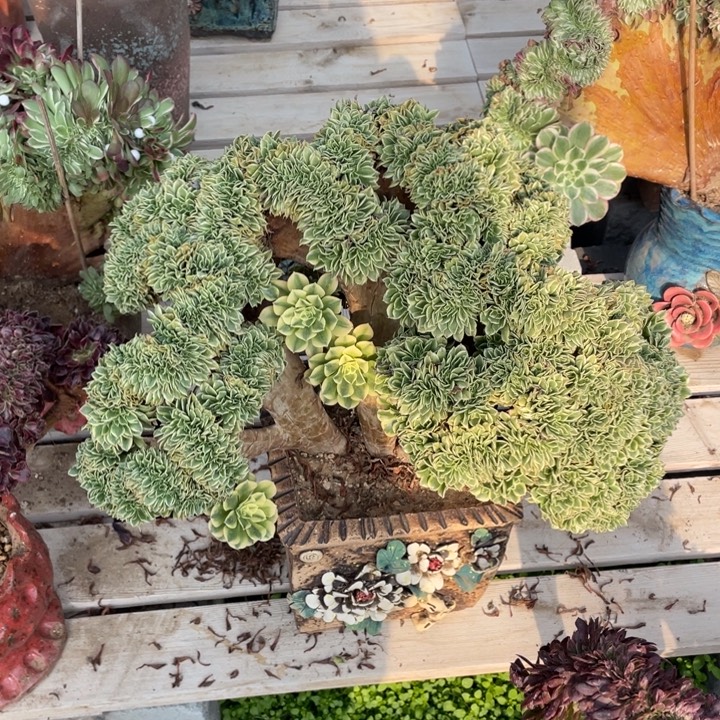 法师老桩缀化绿豆沙