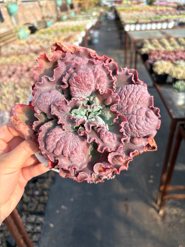 嘉年华多肉15㎝盆 只发新疆一单包邮