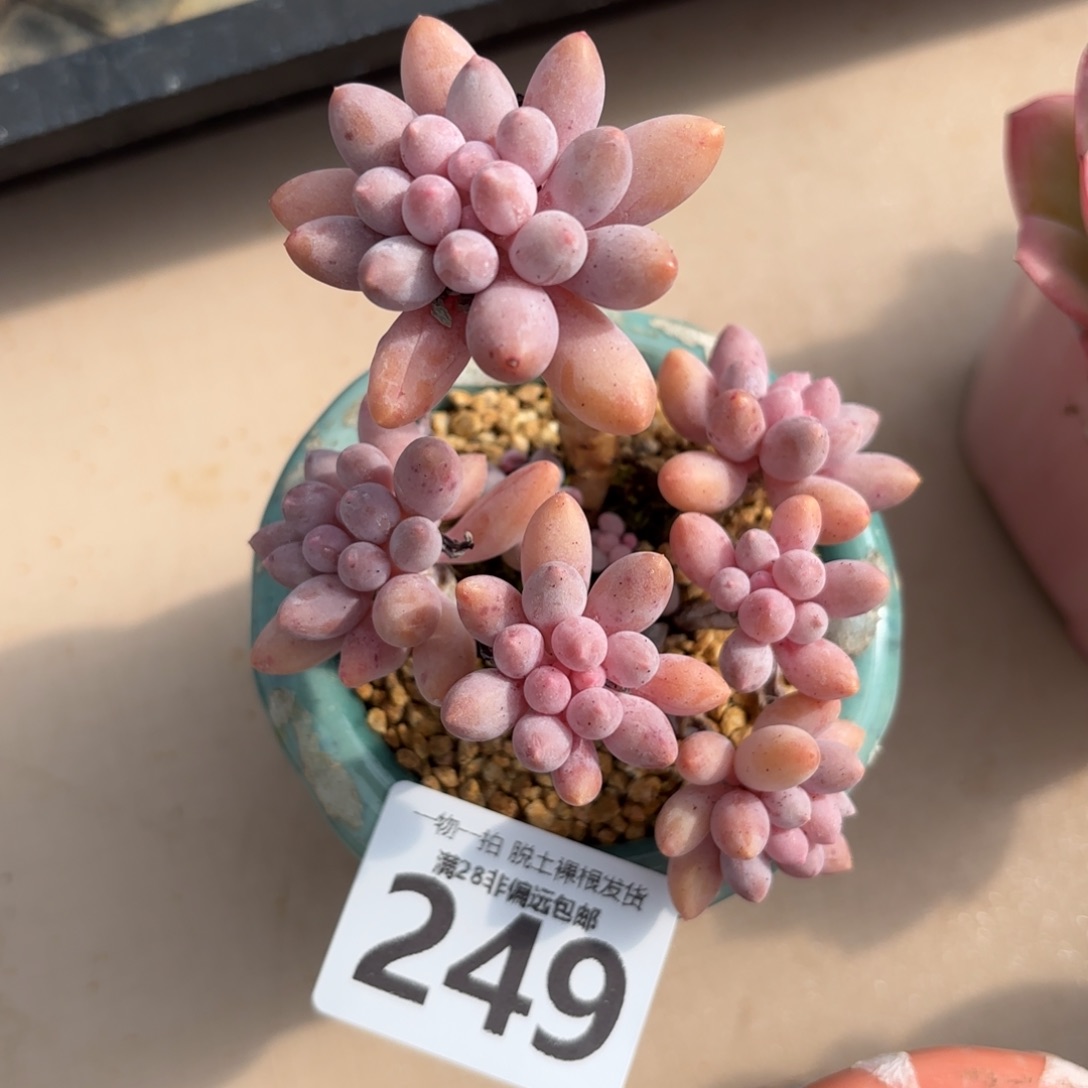 婴儿手指老桩无盆土发货