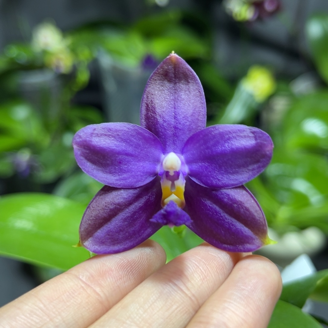 完全开放2.5寸鱼鱼交蓝鸟开花株