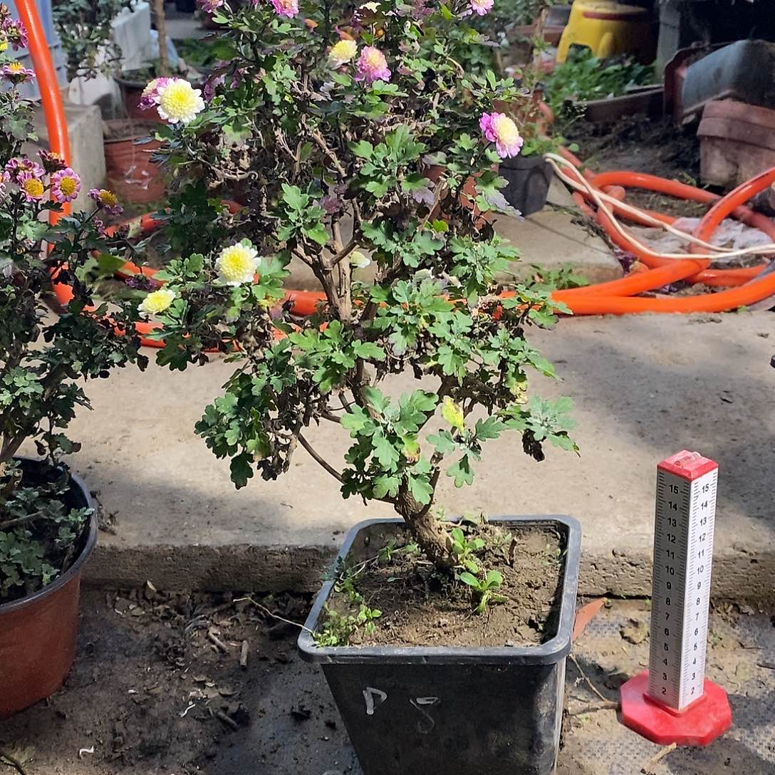 通***圣完全开放菊花菊花