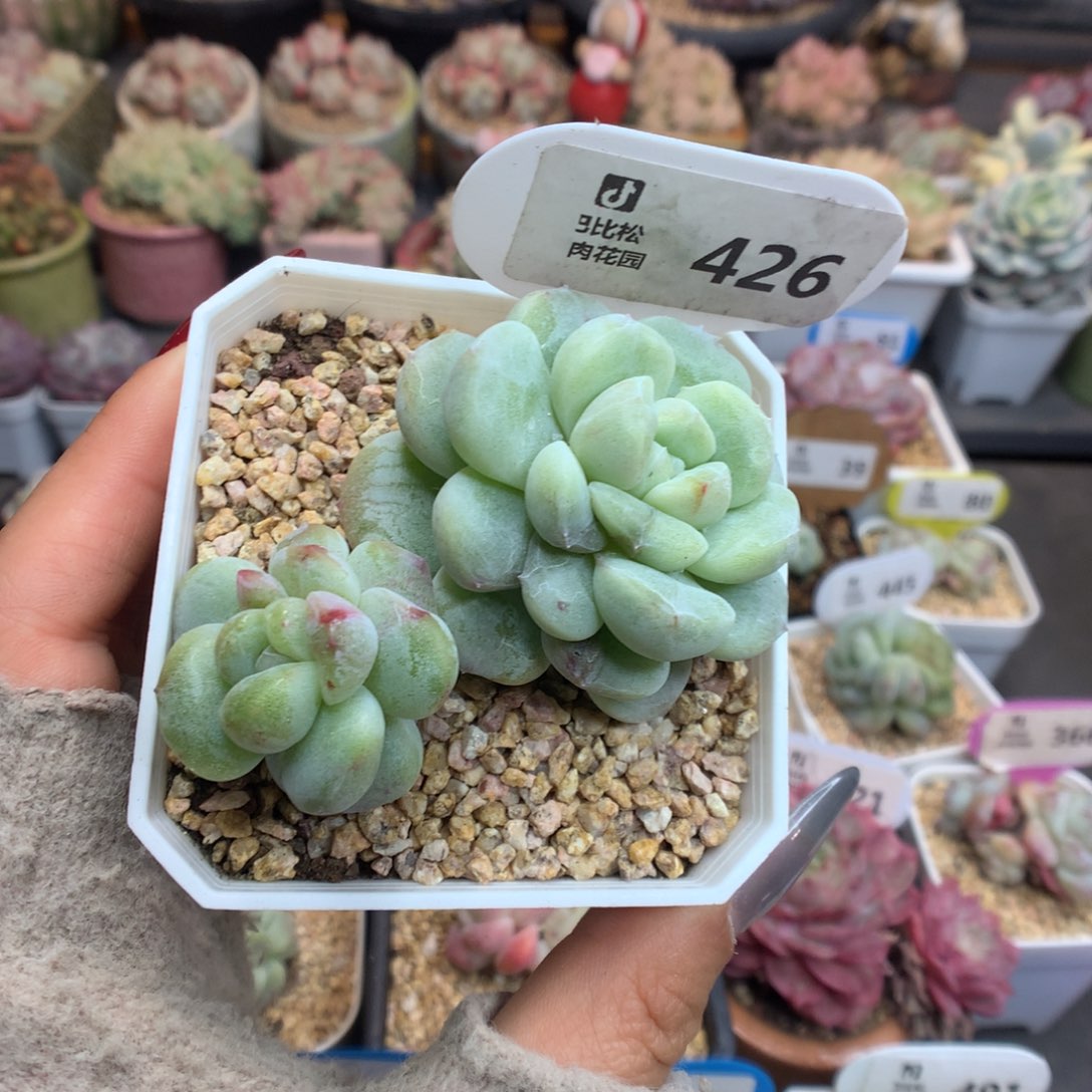 426冰玉石化多肉植物