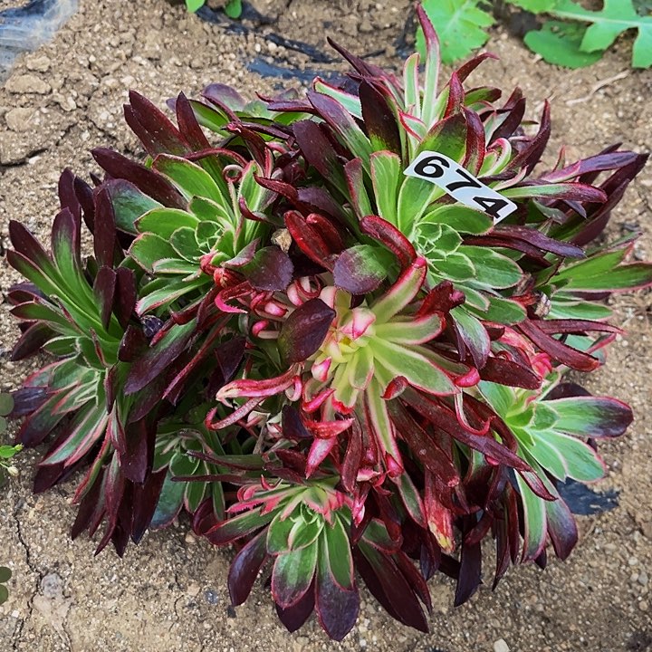 674西施多肉植物处理不售后