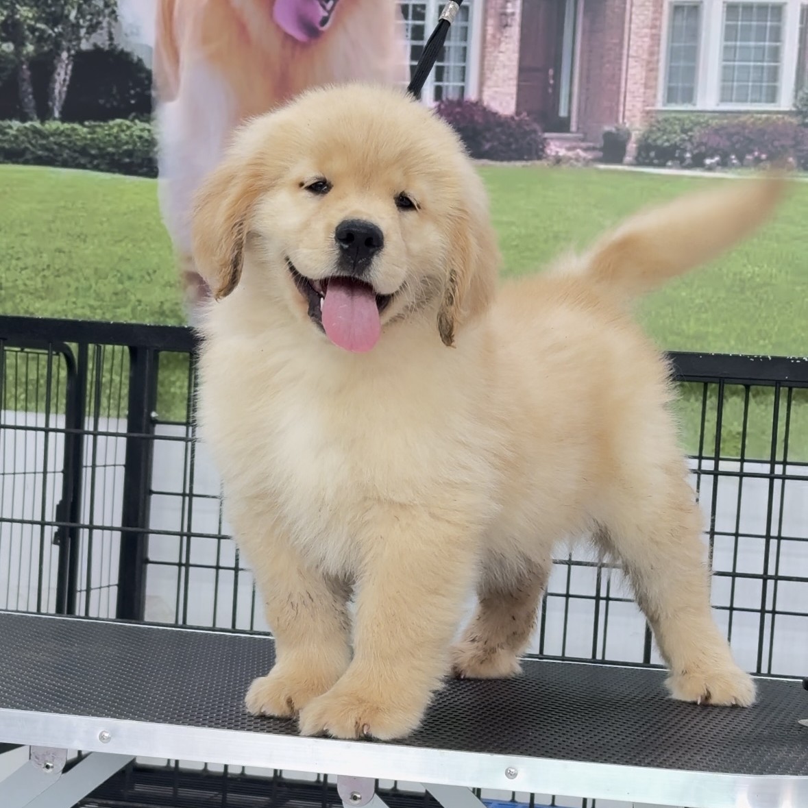 廿一金毛乐园双血统金毛幼犬