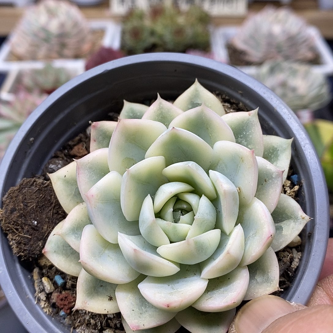 1943 月亮仙子白覆轮锦