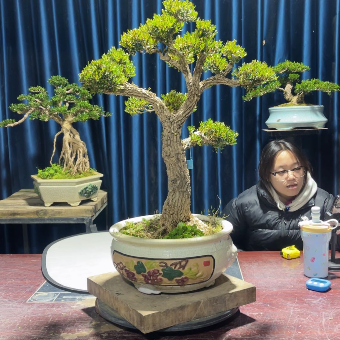 黄杨盆景老桩四季长青