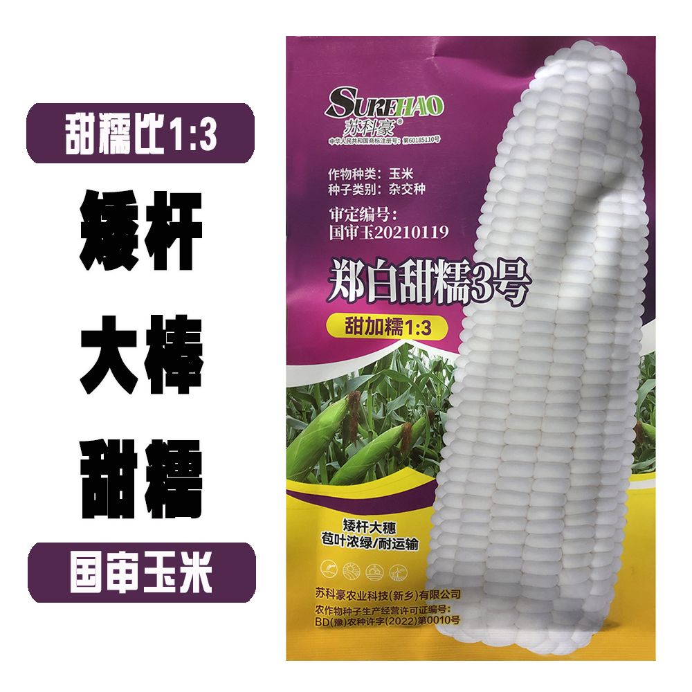 【直筒大棒】郑白甜糯3号甜加糯玉米种子