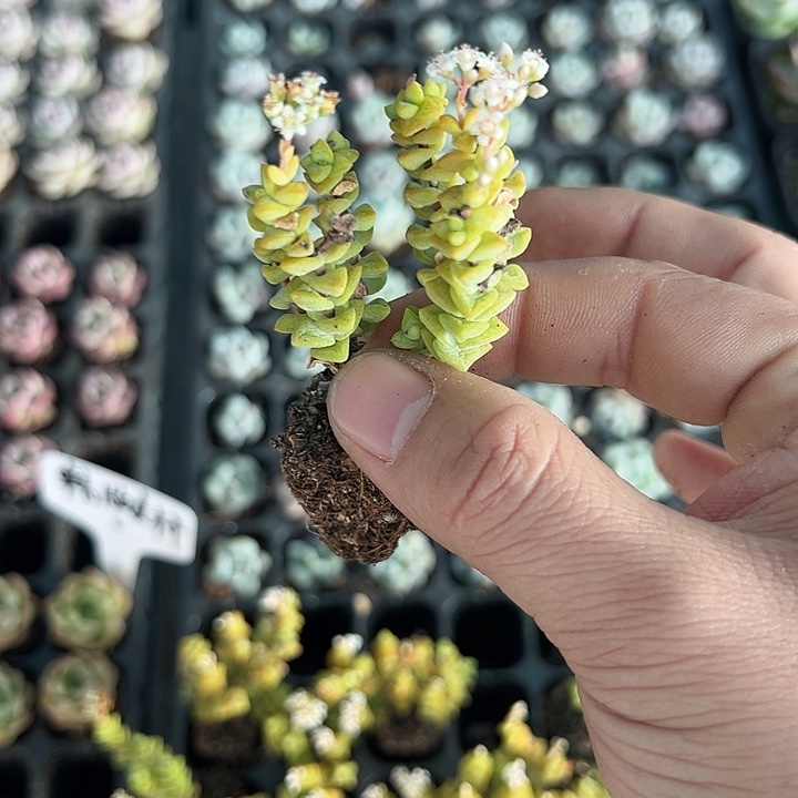 小米星 满10颗包邮