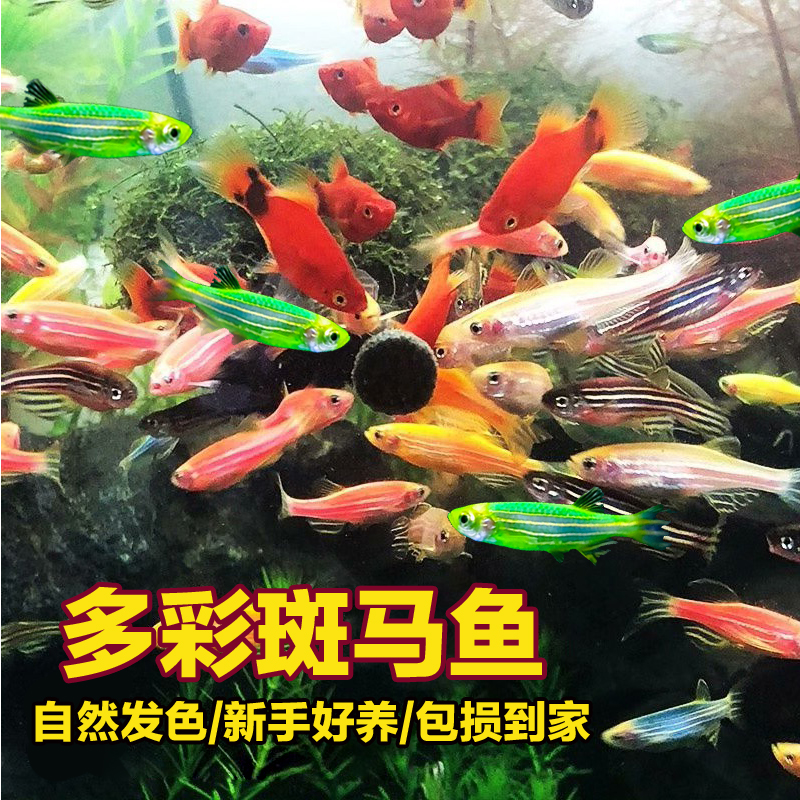 【25条红黄斑马】新手热带鱼淡水鱼冷水观赏鱼易活好养糖果小型鱼