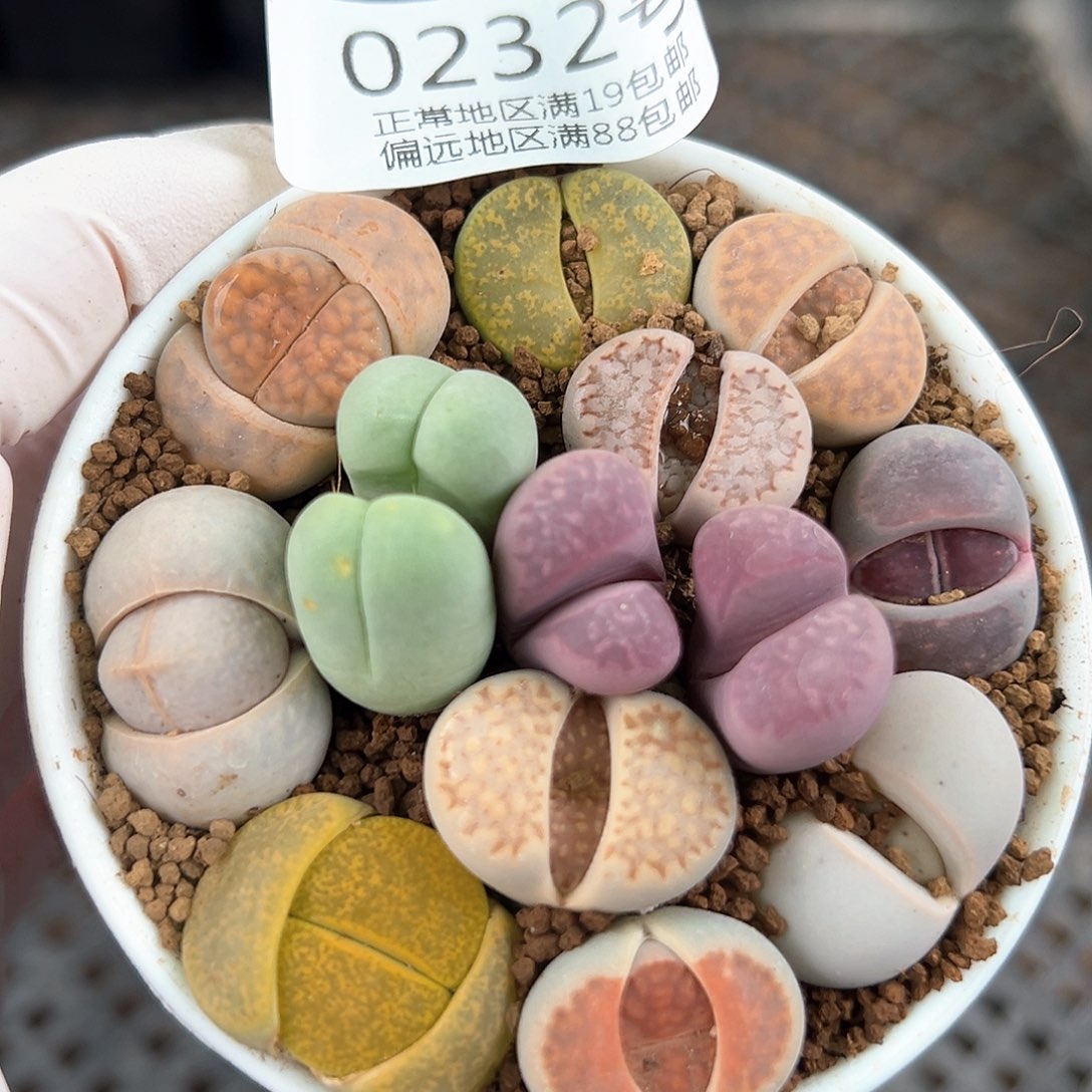 好养易活生石花大母本0232