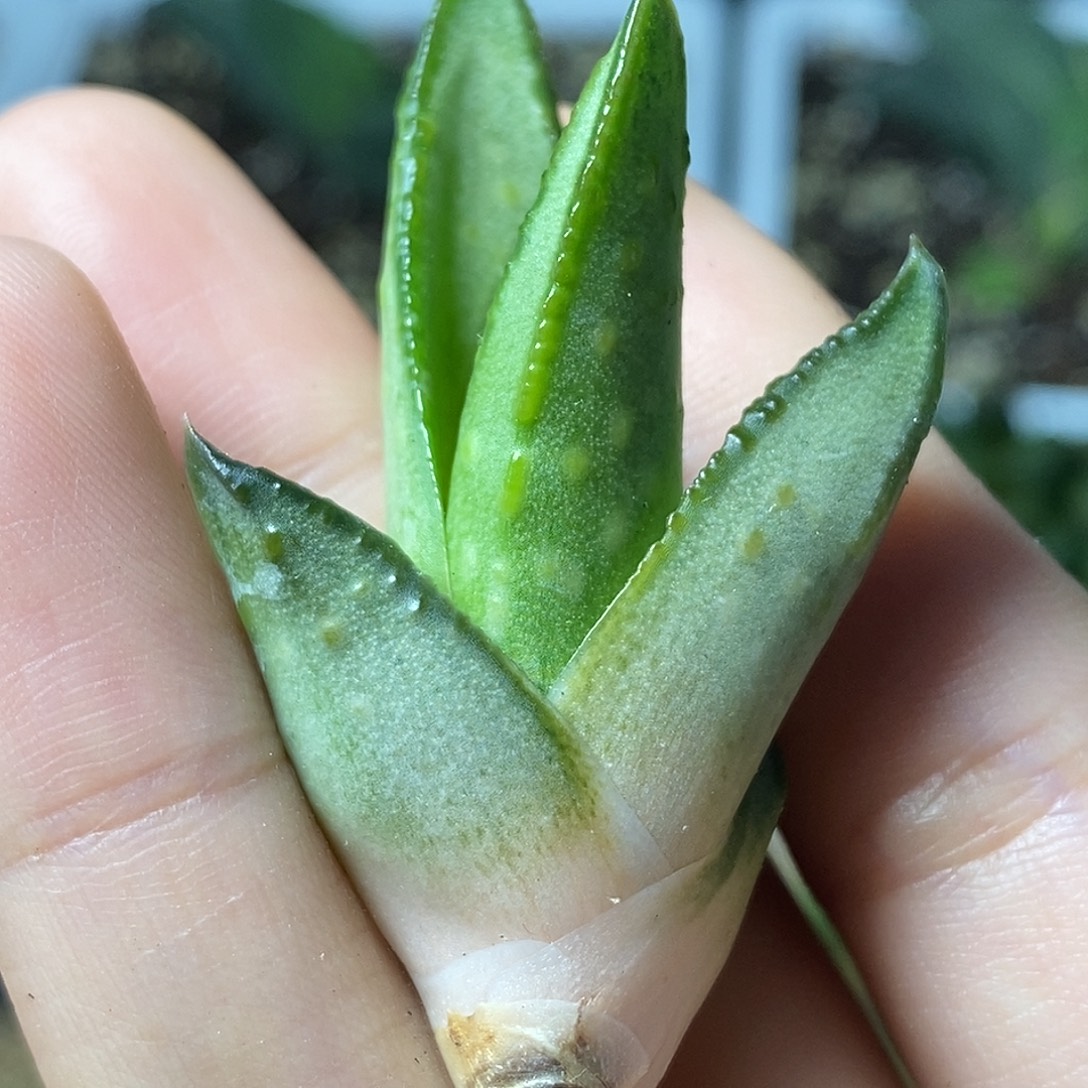 不带盆脱土裸根发货