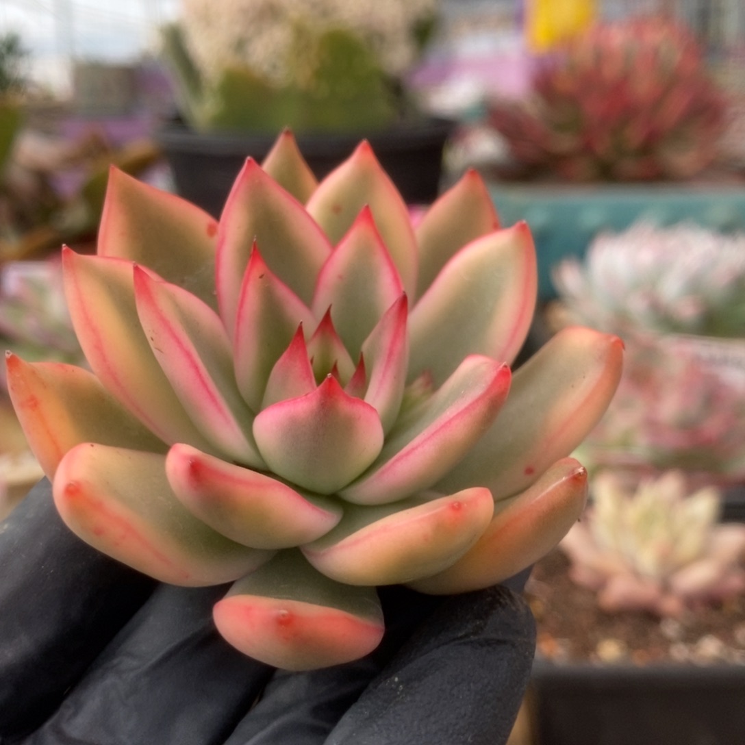 8东云杂头盖锦锦锦锦