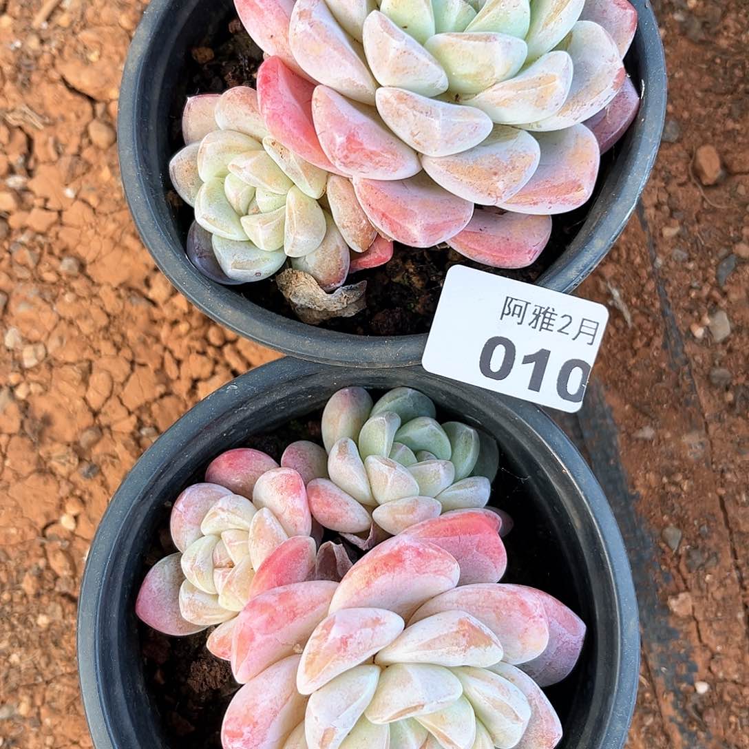 阿雅园艺。   010