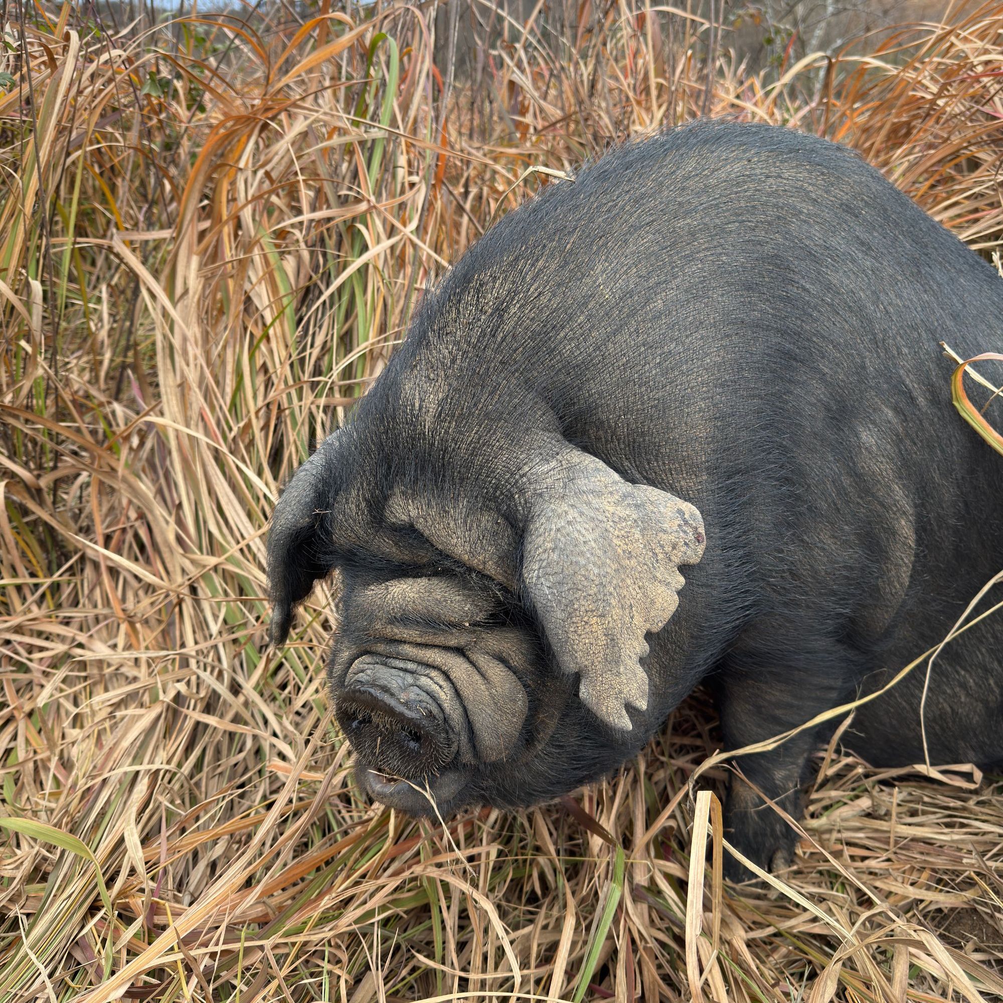 1️⃣【现称现拍】高山散养15个月以上内江黑土猪肉（吥退卟换）