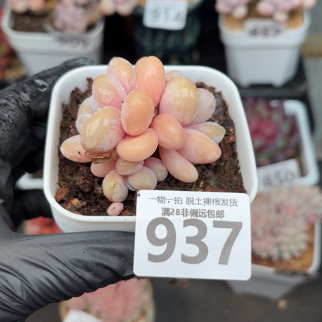 粉兔三头无盆土发货