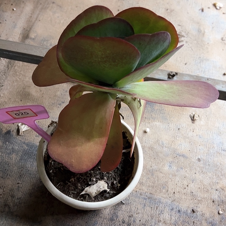 芙***干躺应多肉植物生长025