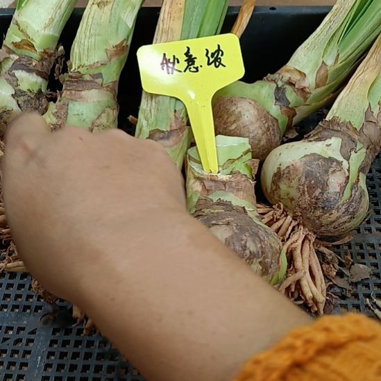 无花朵秋意浓5-6发一个