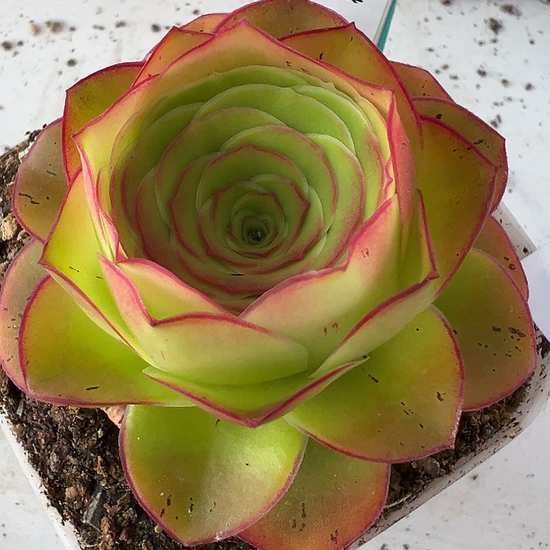 花生 绝色x各种902