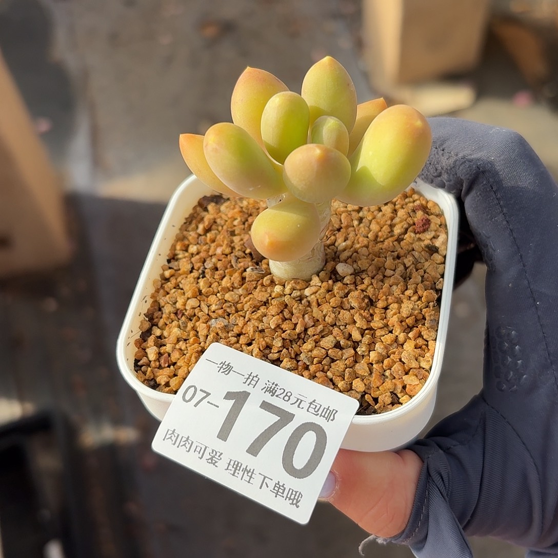 金蝉无盆土发货无