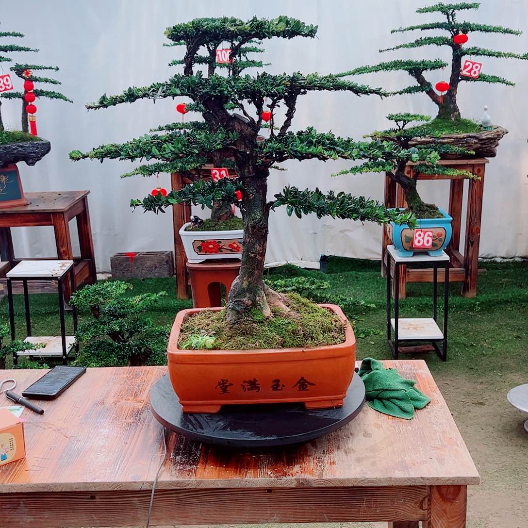 罗汉松小老桩红芽罗汉松